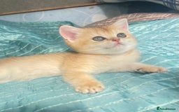 British Shorthair cats for sale: Pure breed British shorthair blue &  golden kitten - Image 19