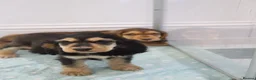 Cocker Spaniel dogs for sale: Kennel Club Registered Show Type Cocker puppies - Advert 7
