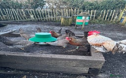 Chickens poultry for sale: Cream crested legbar - Image 8