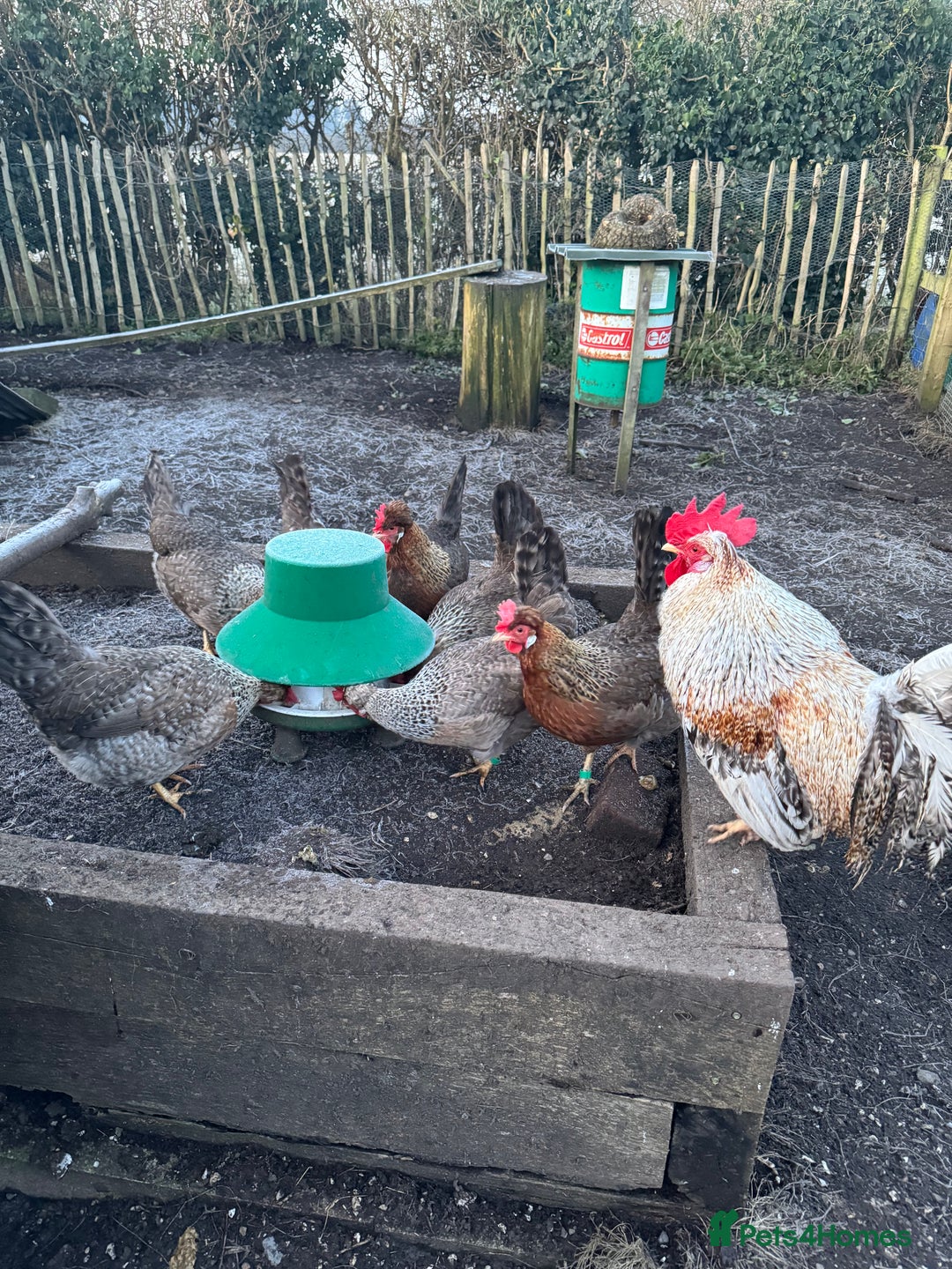 Chickens poultry for sale: Cream crested legbar - Image 8