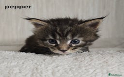 Maine Coon cats for sale: Maine Coon Kittens Tortie/Torbie Russian lines - Image 20
