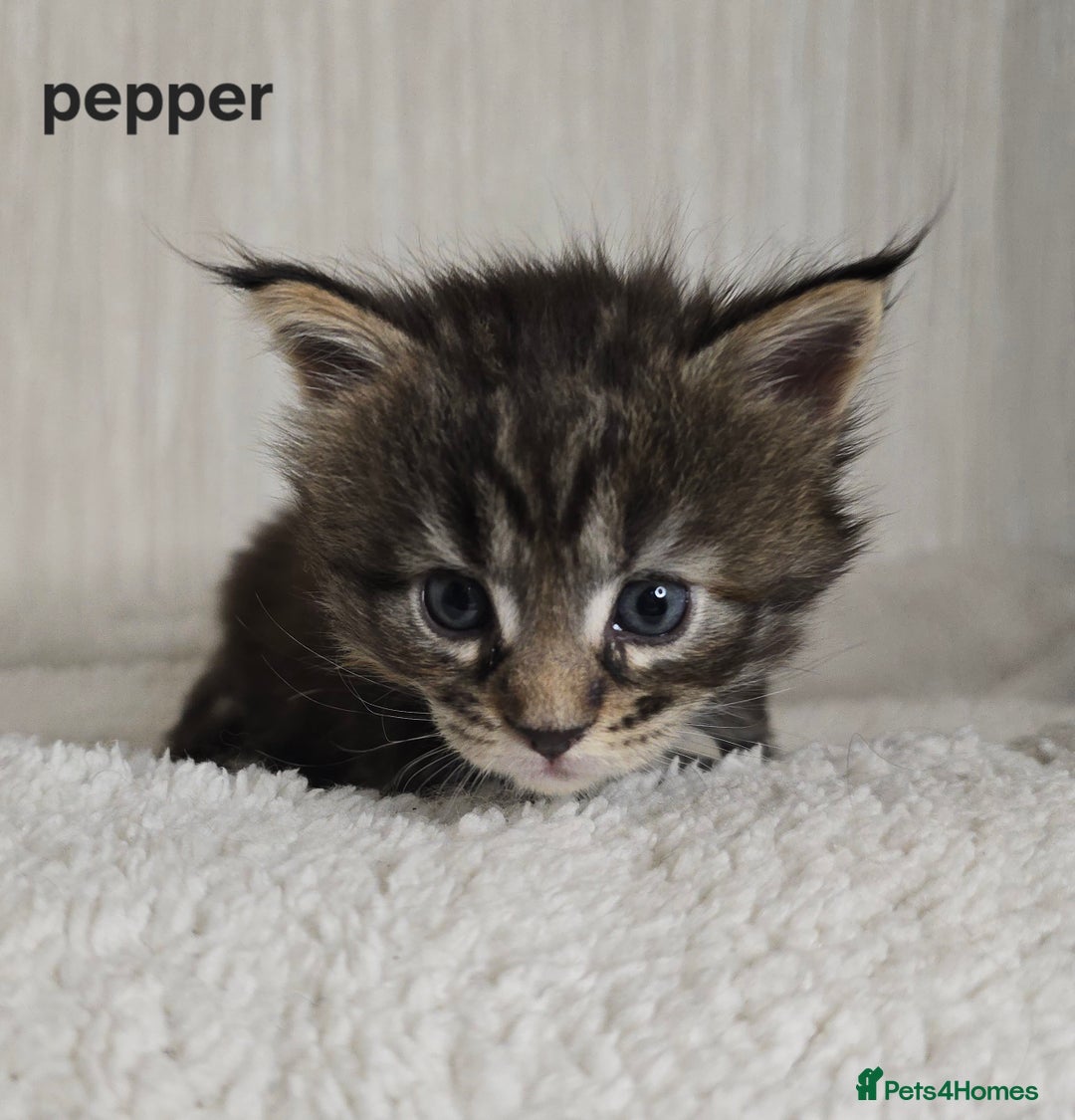 Maine Coon cats for sale: Maine Coon Kittens Tortie/Torbie Russian lines - Image 20