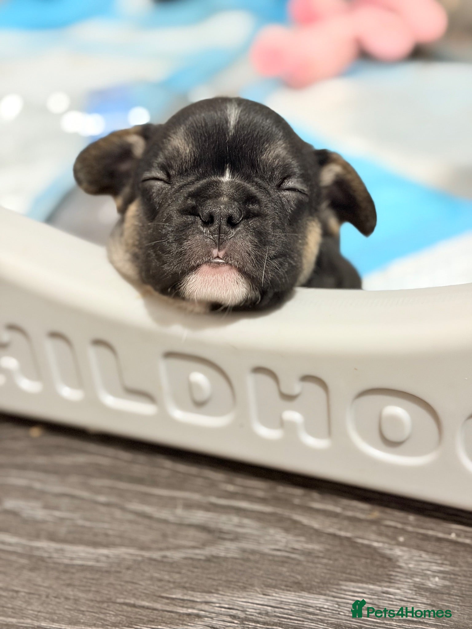 French Bulldog dogs One gorgeous boy left looking for his forever  - Advert 15