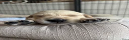 Golden Retriever dogs for sale: Golden retriever puppies - Advert 11