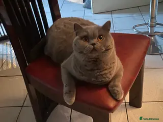 British Shorthair cats British shorthair - Advert 1