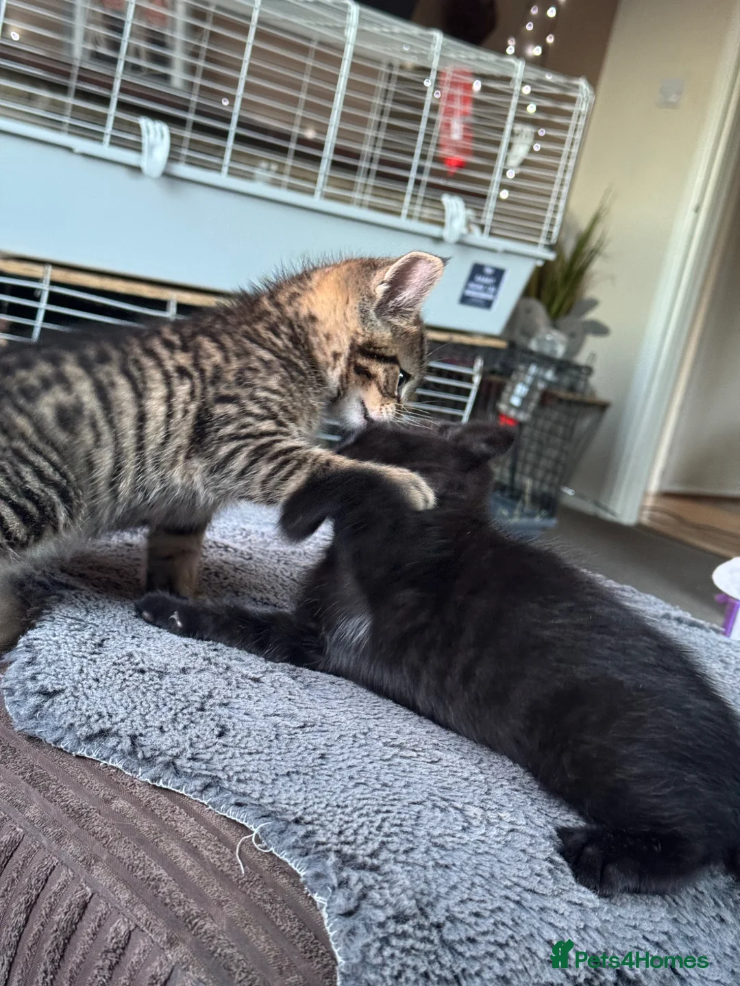 Mixed Breed cats for sale: Kittens  - Advert 2