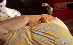 Hungarian Vizsla dogs for sale: PEDIGREE HUNGARIAN VIZLA GIRL 6 Months Old. - Image 6