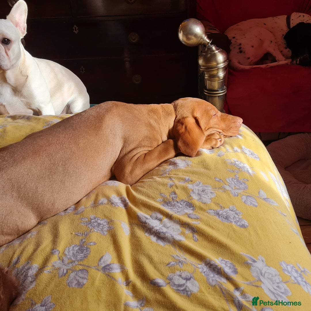 Hungarian Vizsla dogs for sale: PEDIGREE HUNGARIAN VIZLA GIRL 6 Months Old. - Image 6
