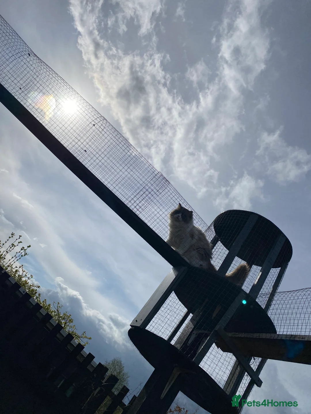 Ragdoll cats for stud: Active Gccf Blue bi Ragdoll in Grantham - Advert 3