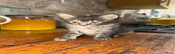 Mixed Breed cats for sale: very friendly cats for sale - Advert 2