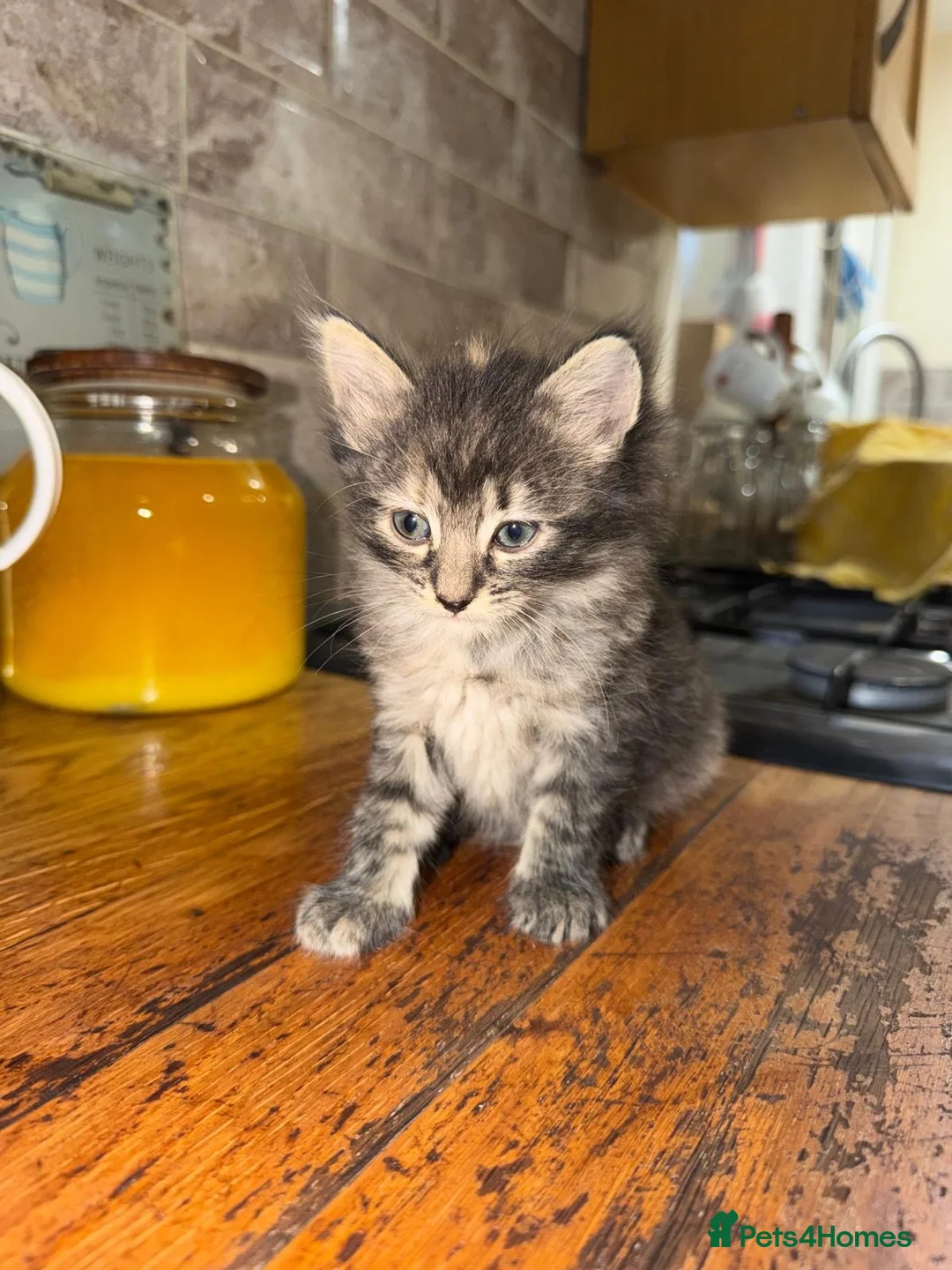 Mixed Breed cats for sale: very friendly cats for sale - Advert 2