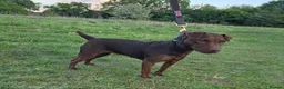 Patterdale Terrier dogs for sale: Chocolate Patterdale Terriers  - Advert 5