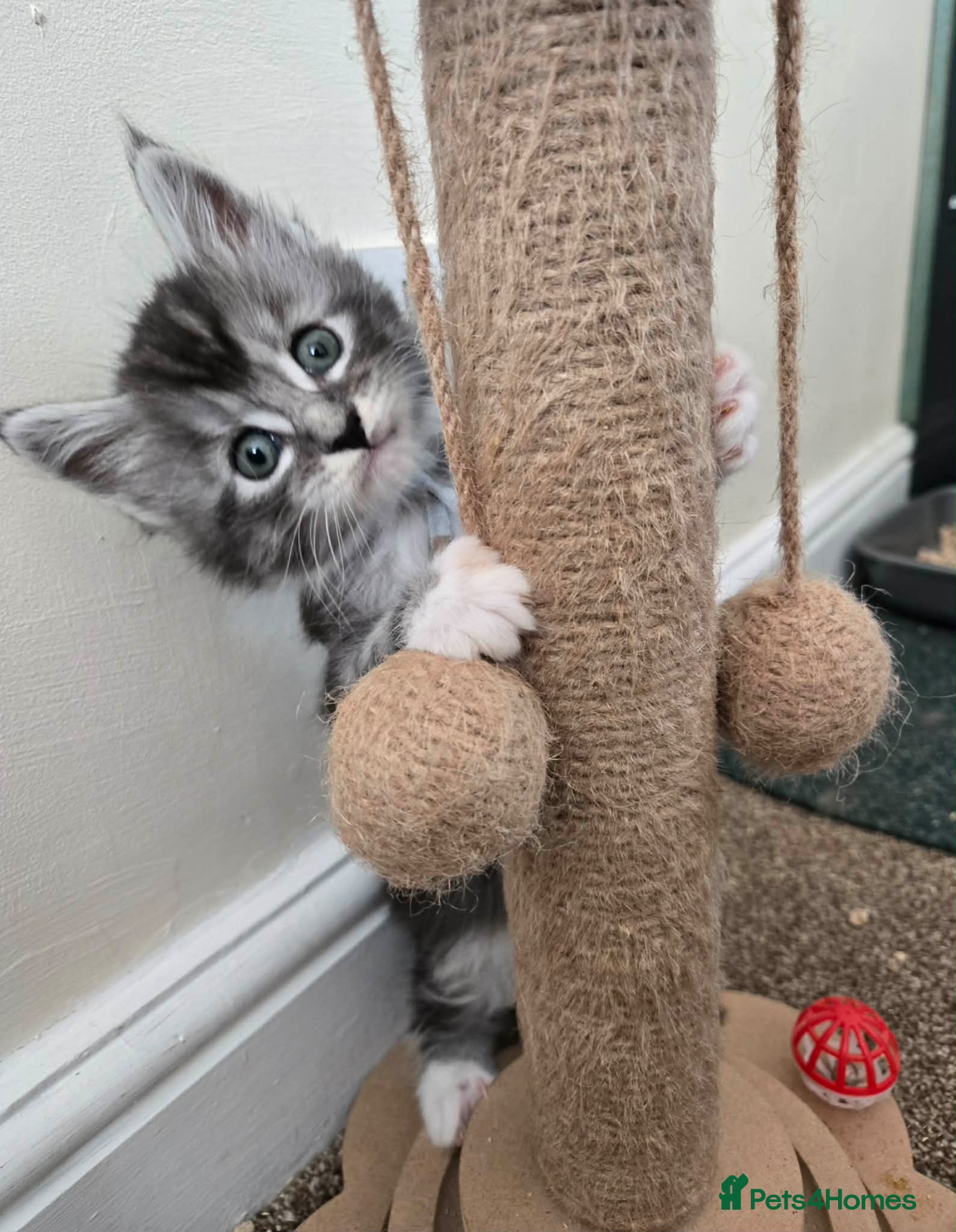 Maine Coon cats 6 Maine Coon kittens. - Advert 15