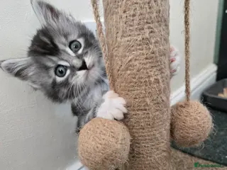 Maine Coon cats 6 Maine Coon kittens. - Advert 15