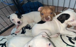 American Bull Staffy dogs for sale: 2 Female American bull x staff puppies left - Image 28