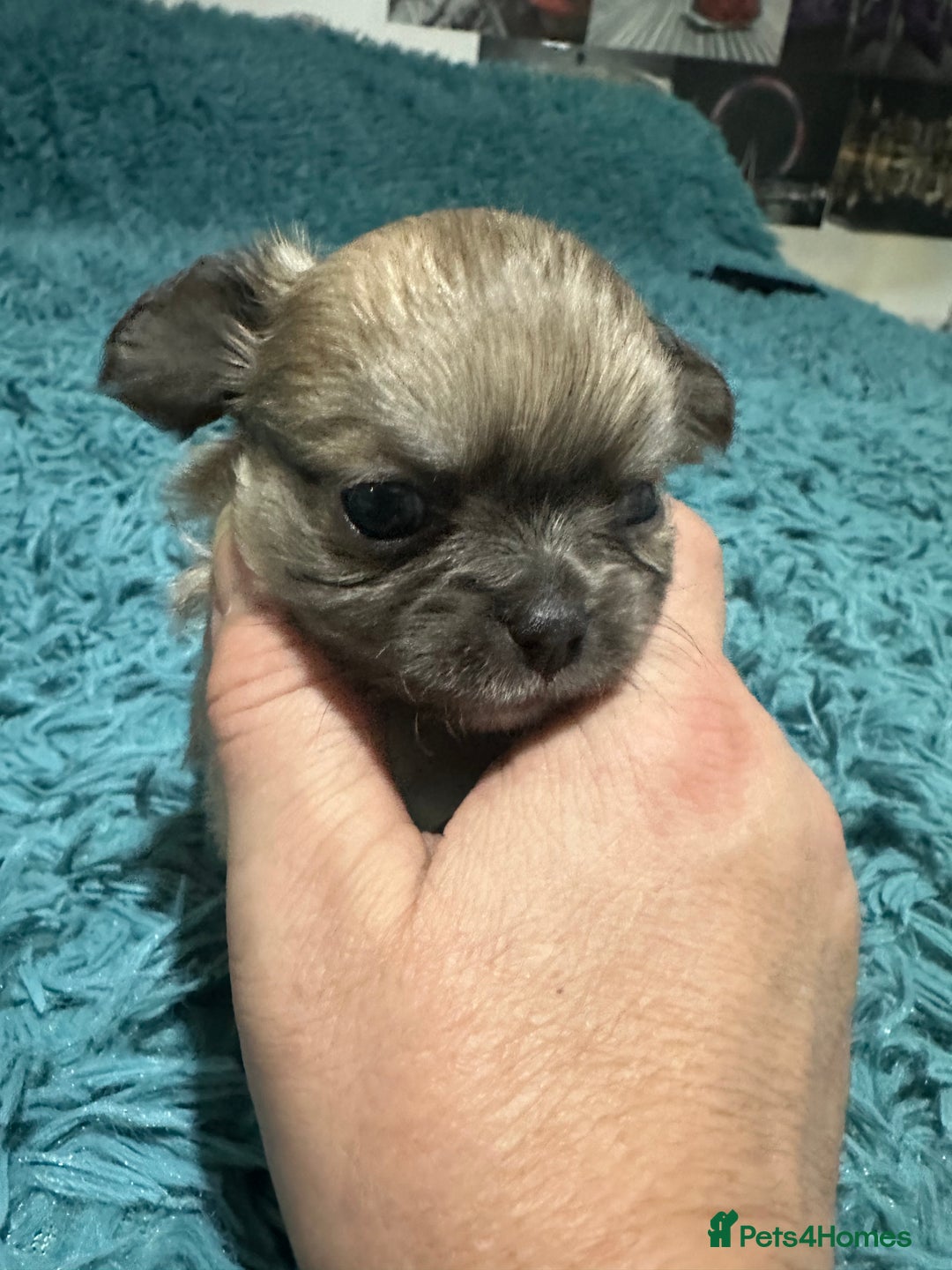 Chihuahua dogs for sale: Beautiful Chihuahua puppies. Two girls left  - Advert 19