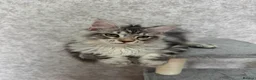 Maine Coon cats for sale: Stunning Purebred TICA Reg Maine Coon Kittens in London - Advert 35