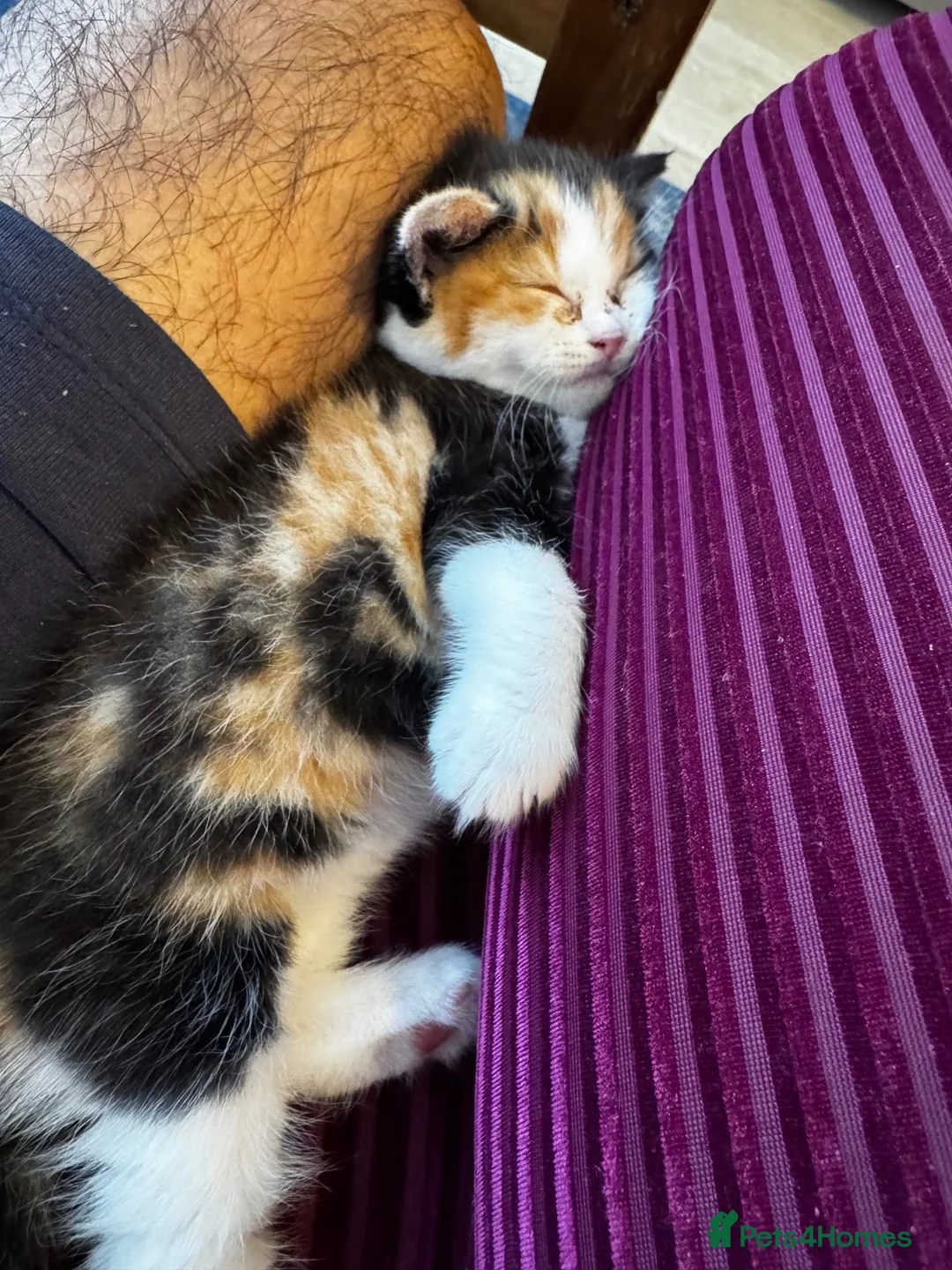 British Shorthair cats for sale: British short hair kittens  in Bolton - Advert 2