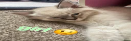 Ragdoll cats for sale: Kitten  - Advert 9