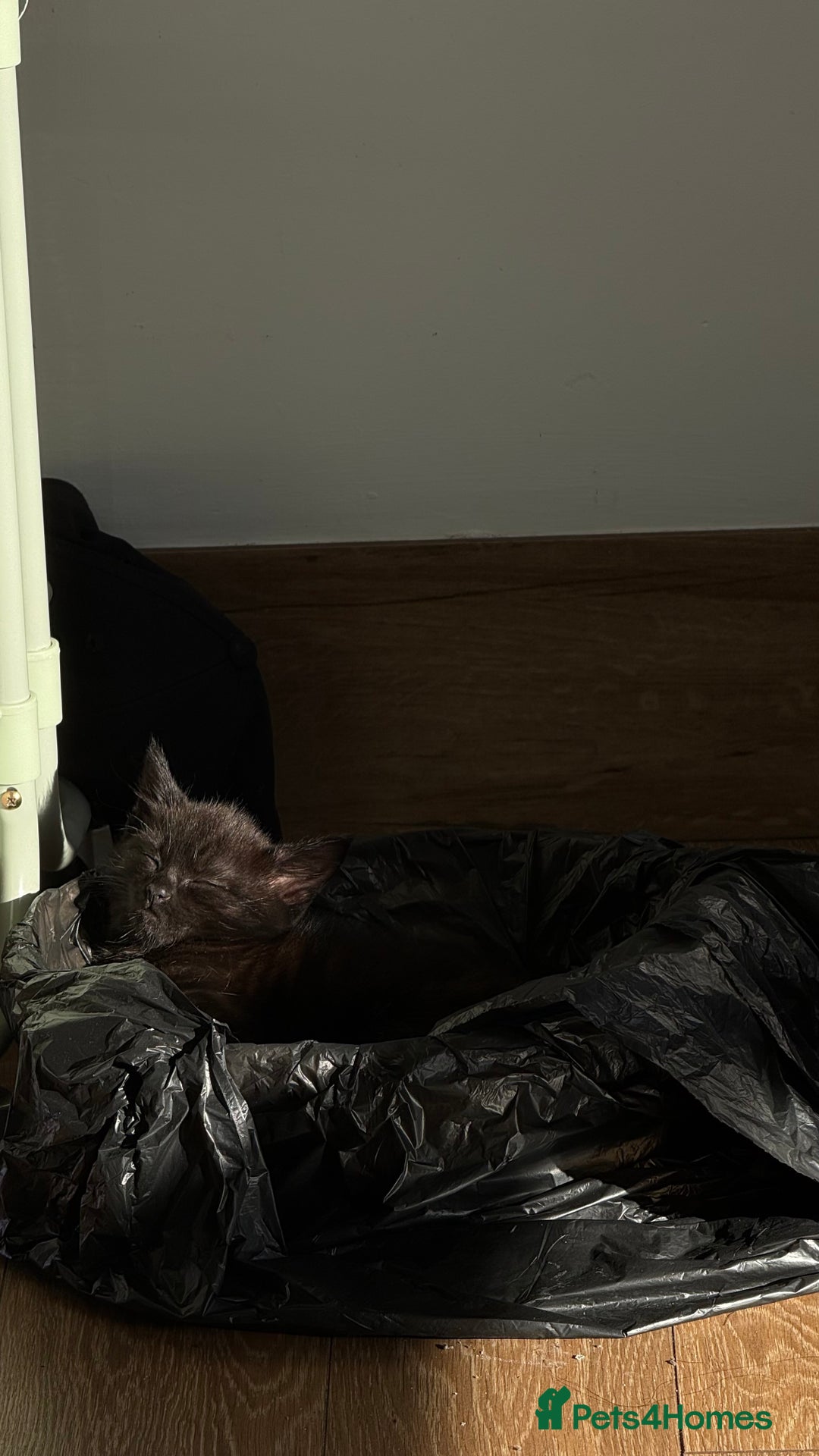 Mixed Breed cats for sale: Cat for sale  - Image 9