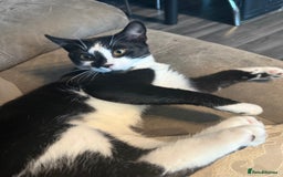 Domestic Shorthair cats for sale: TUXEDO CAT READY TO LEAVE IMMEDIATELY  - Image 2