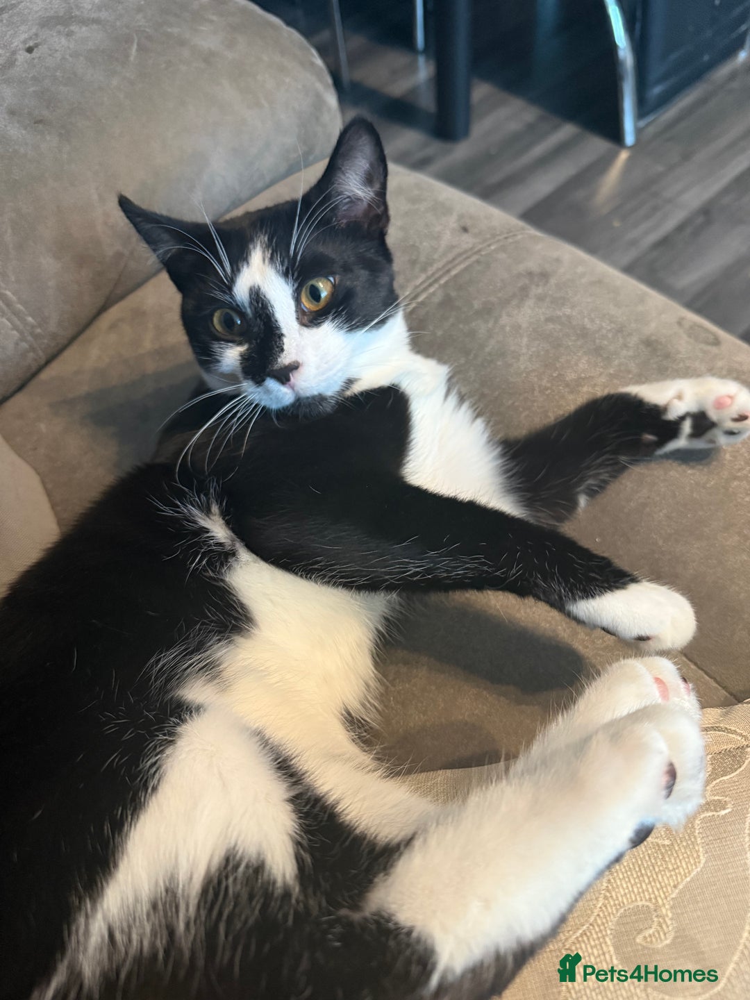 Domestic Shorthair cats for sale: TUXEDO CAT READY TO LEAVE IMMEDIATELY  - Image 2