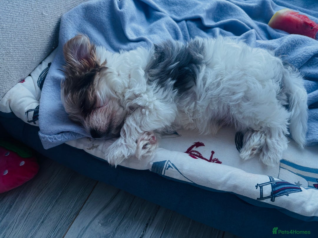 Yorkshire Terrier dogs for sale: ❤️Beautiful blue eyed Yorkshire terrier puppies❤️ - Advert 8