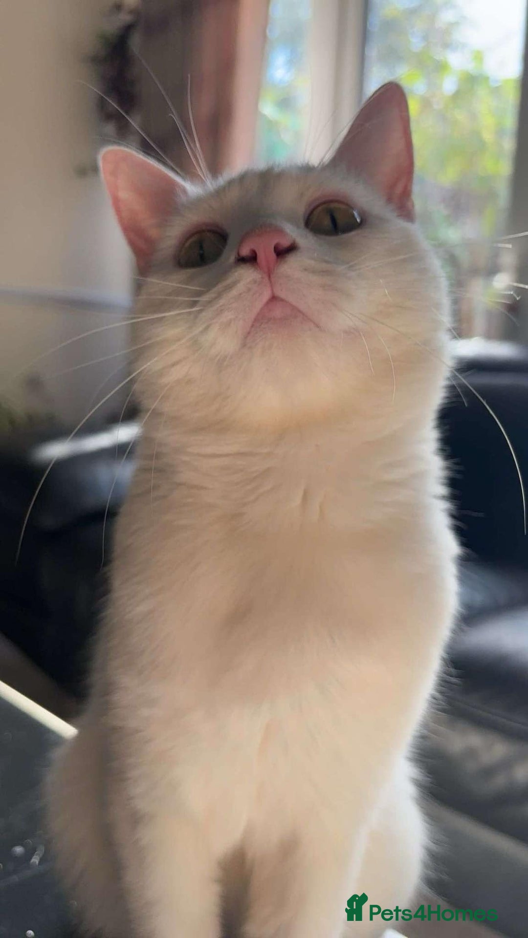 Turkish Angora cats for sale: Meet Niko  White Turkish Angora Very Affectionate  - Image 1