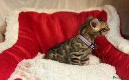 Bengal cats for sale: Bonnies Bengals  - Advert 12