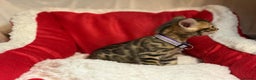 Bengal cats for sale: Bonnies Bengals  - Advert 12