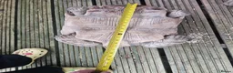 Tortoise reptiles for sale: Sulcata tortoises  - Advert 3