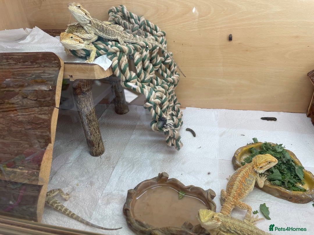 Bearded Dragon reptiles for sale: Baby Hypo Bearded Dragons - Image 3