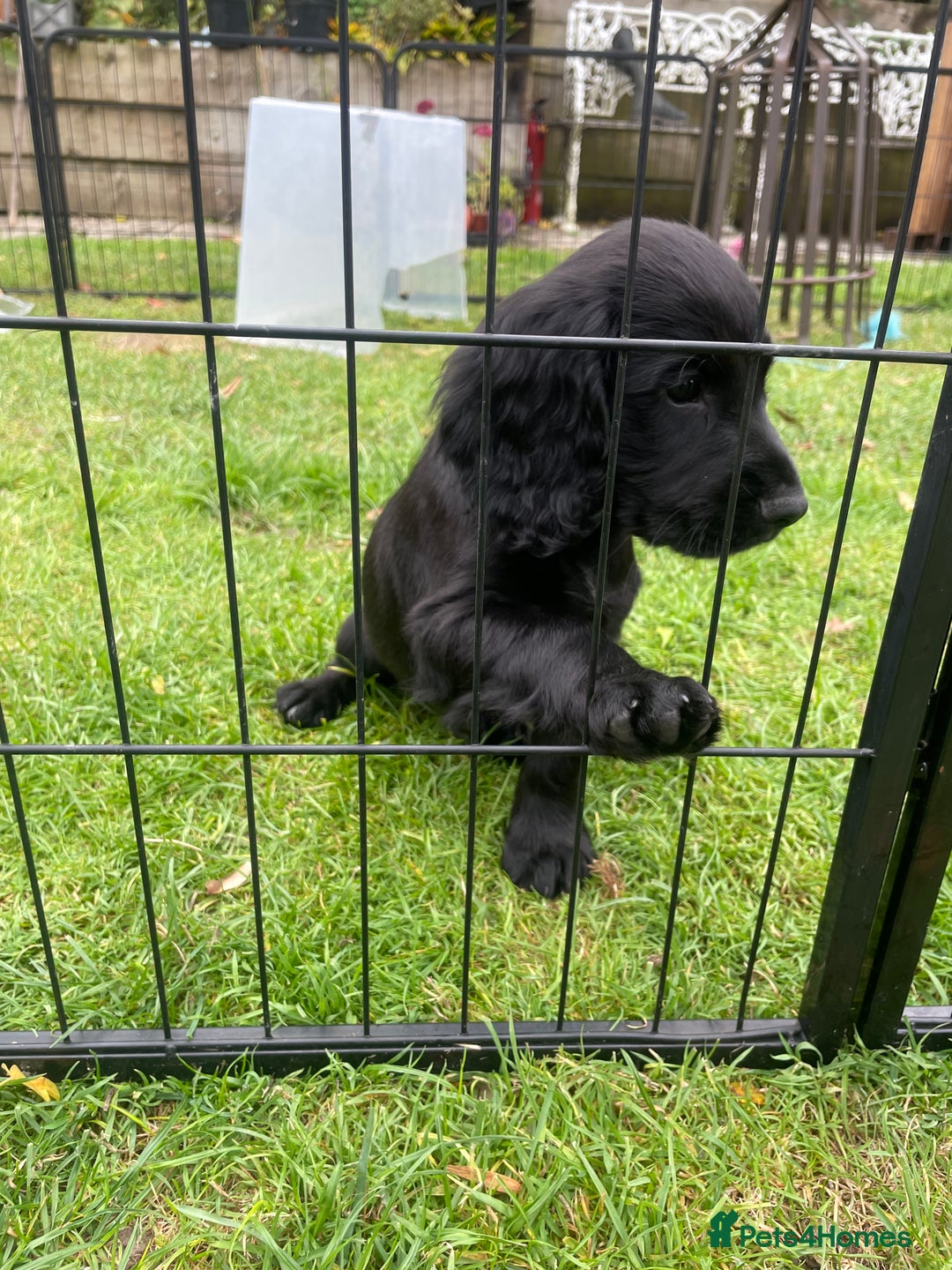 Cocker Spaniel dogs for sale: One boy and one girl - Image 5