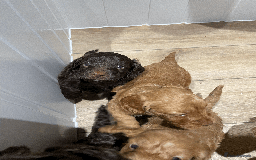 Cockapoo dogs for sale: Fluffy Thick coated F1 Cockapoos/DNA Health tested - Image 4