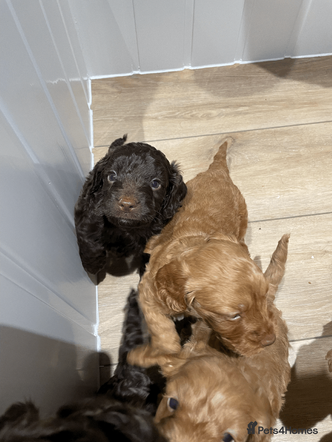 Cockapoo dogs for sale: Fluffy Thick coated F1 Cockapoos/DNA Health tested - Image 4