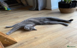 British Shorthair cats for sale: British Shorthair male for sale - Image 3