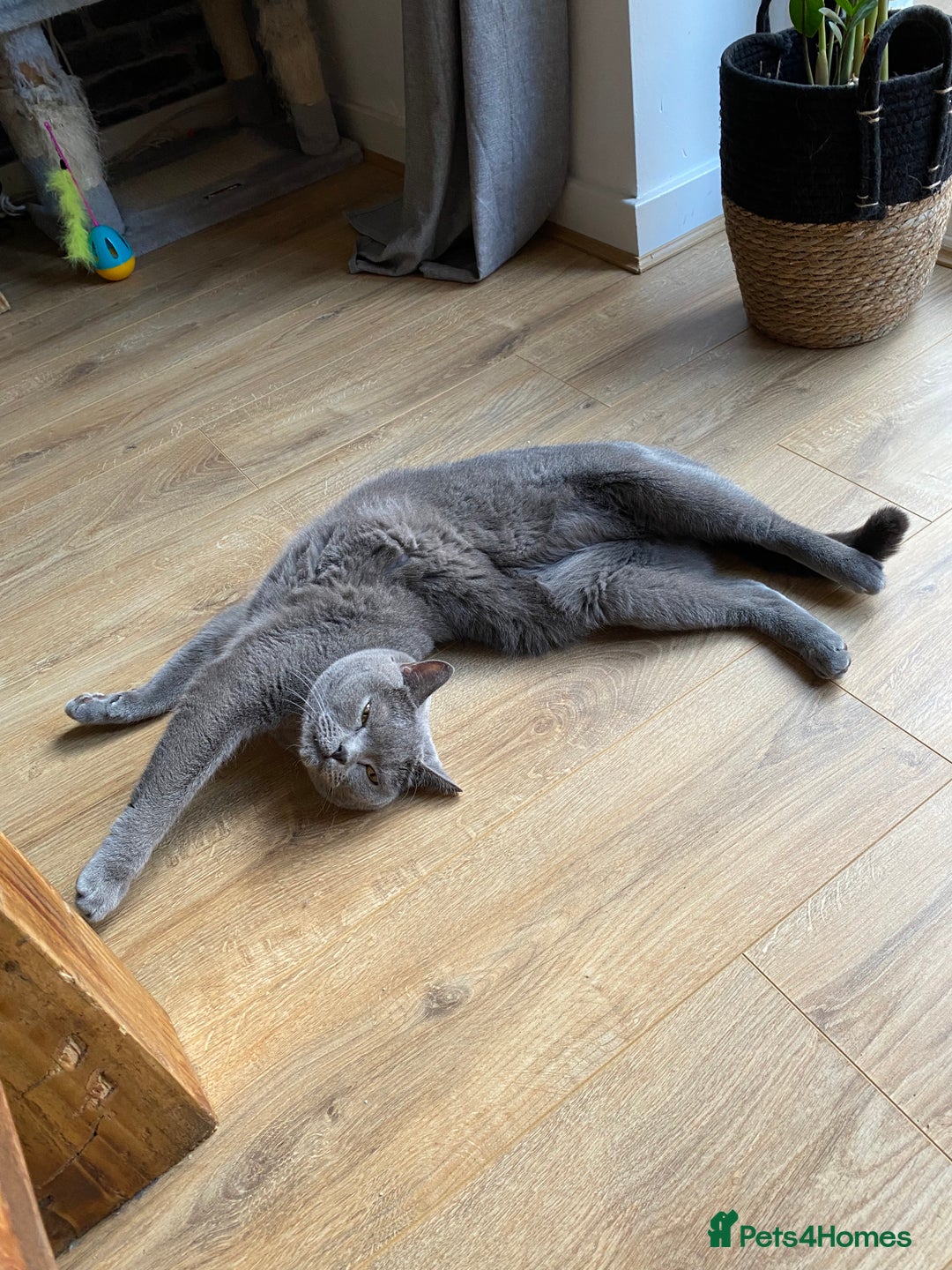 British Shorthair cats for sale: British Shorthair male for sale - Image 3