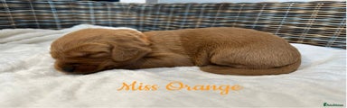 Miss Orange