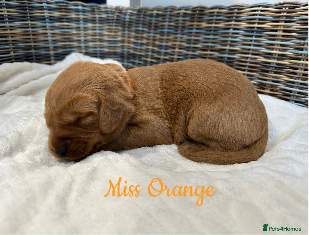 Labradoodle dogs for sale: ⭐️Fully Health Tested F1 Miniature Labradoodles - Advert 11