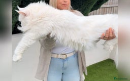 Maine Coon cats for sale: Outstanding pedigree kittens - Image 3