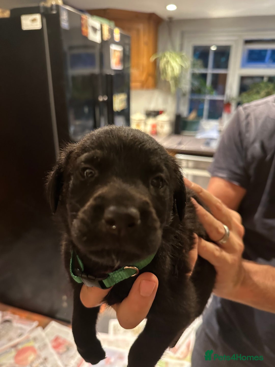Mixed Breed dogs for sale: Rottweiler cross Labrador *READY TO VIEW* in Oxted - Image 9