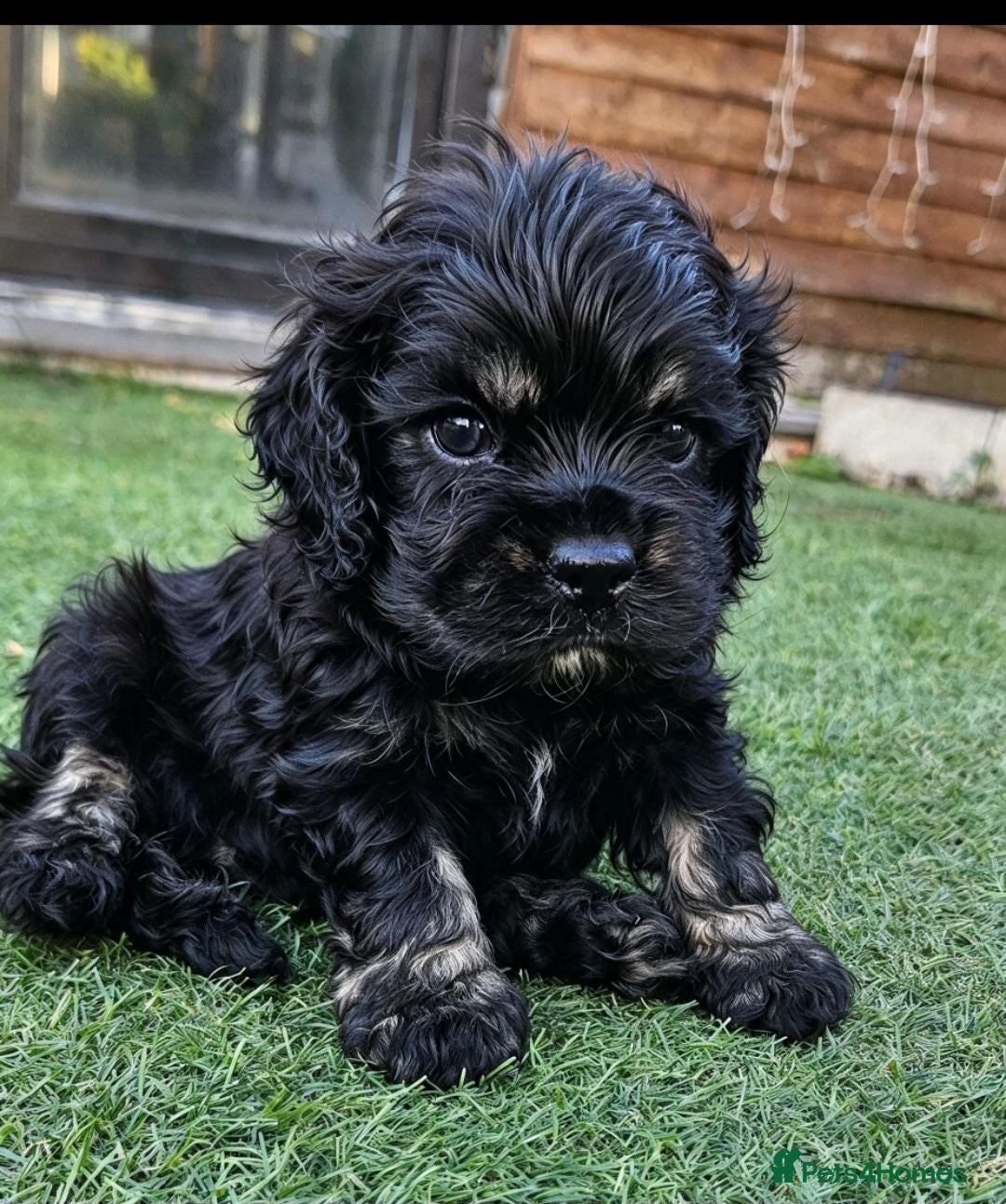 Cockapoo dogs  F1b extensively DNA tested American cockerpoo  - Advert 10