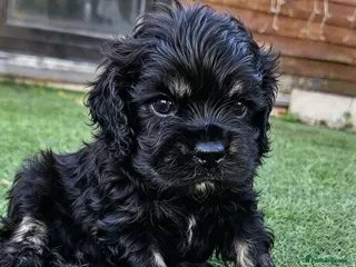 Cockapoo dogs F1b extensively DNA tested American cockerpoo - Advert 10