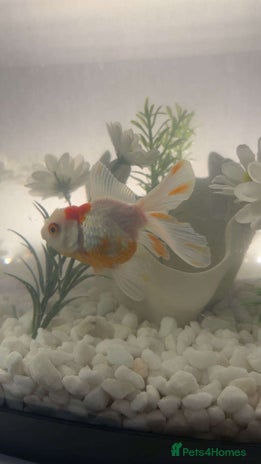 Fancy Goldfish fish - Advert 15