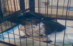 Shih Tzu dogs for sale: Shih Tzu Girl  - Image 6