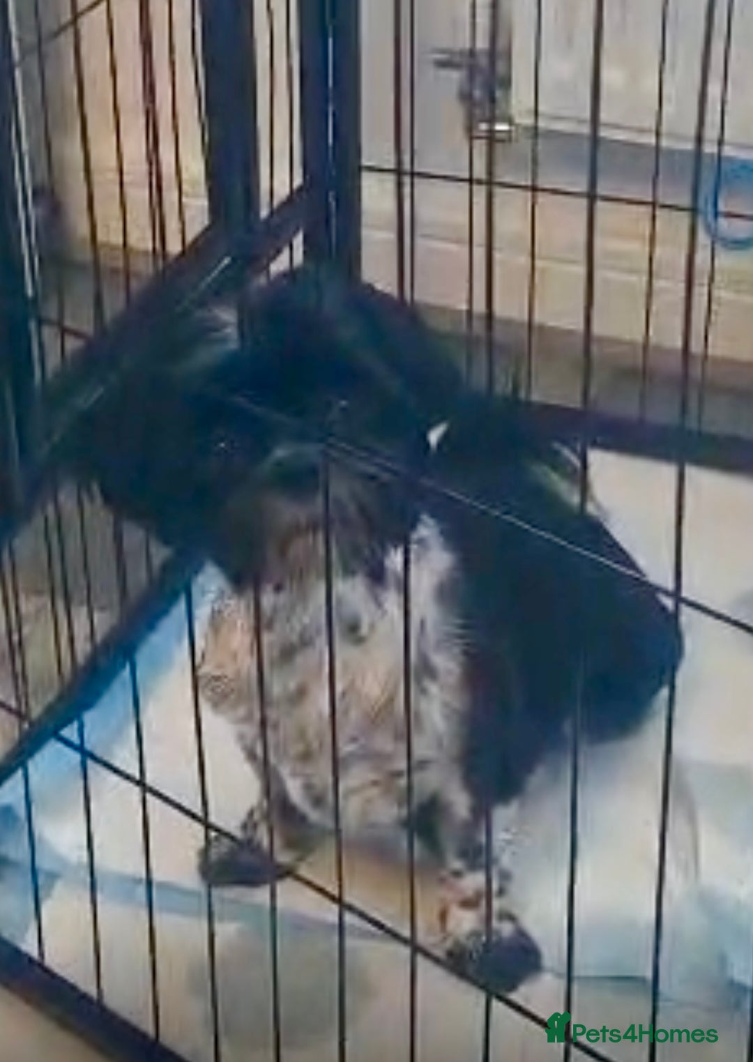 Shih Tzu dogs for sale: Shih Tzu Girl  - Image 6