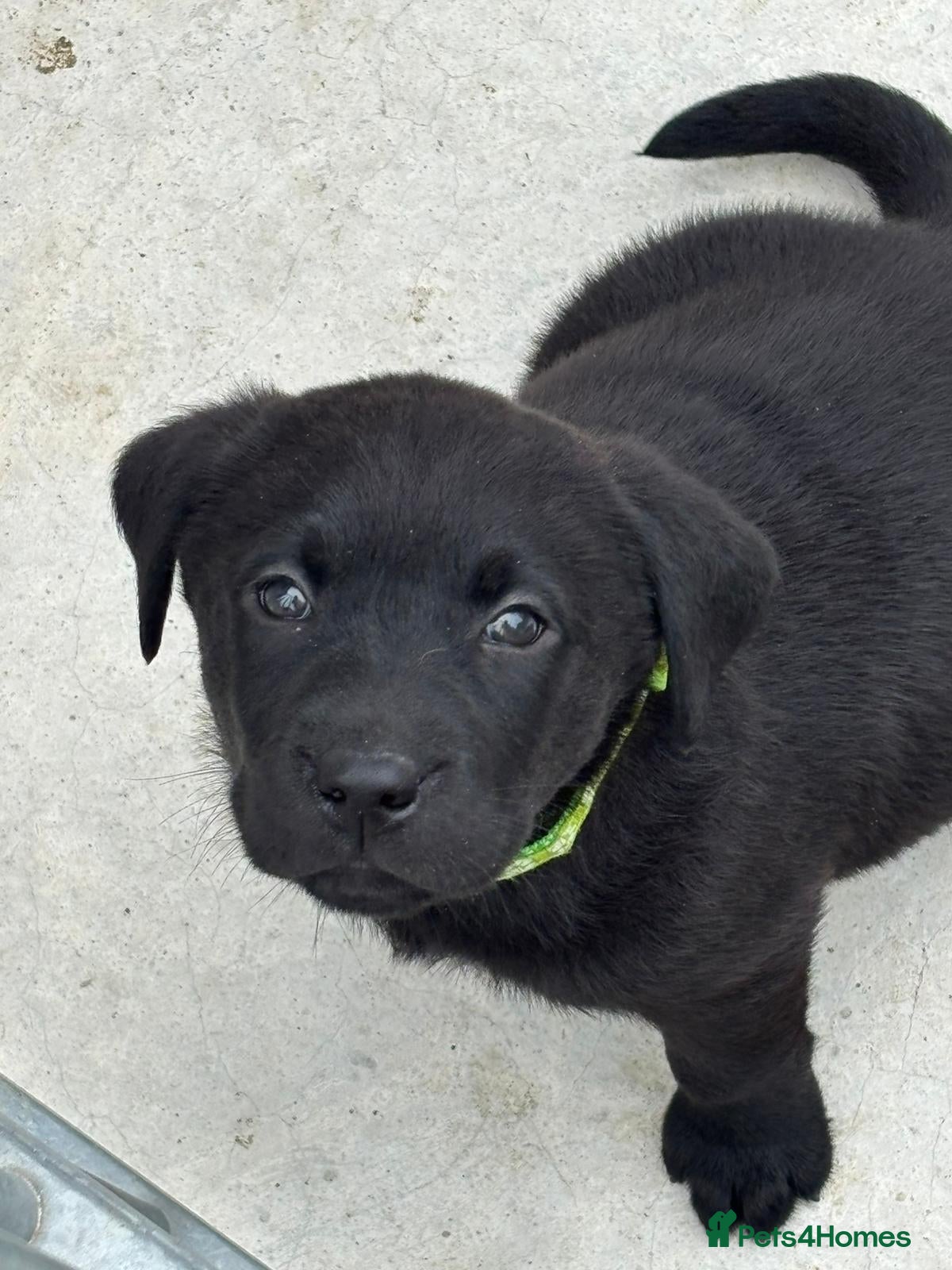 Labrador Retriever dogs CHUNKY Black Labrador KC REG Ready next weekend  - Advert 18