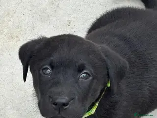 Labrador Retriever dogs CHUNKY Black Labrador KC REG Ready next weekend - Advert 18