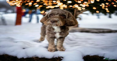 Cockapoo dogs - Advert 2