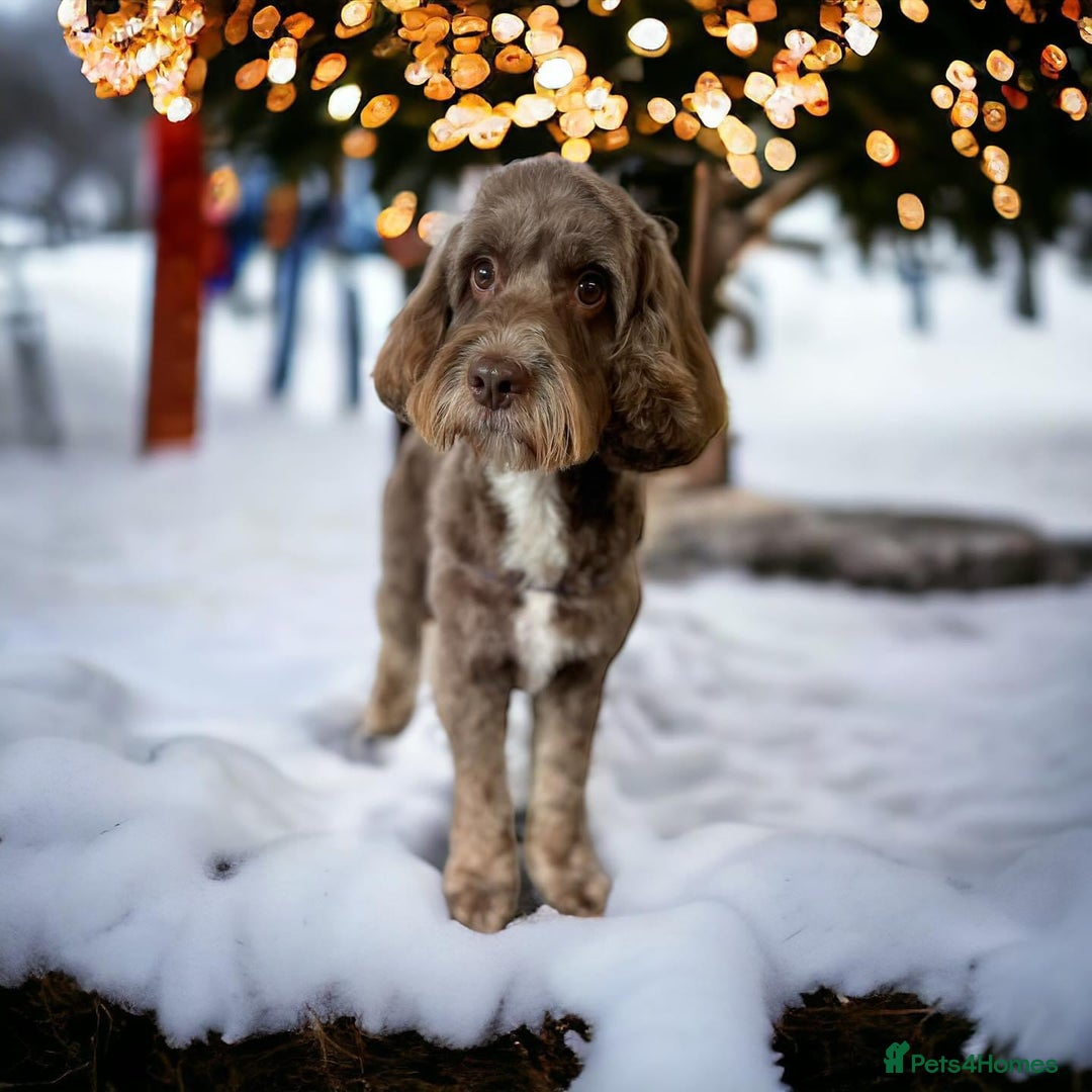 Cockapoo dogs for sale: 7 year old male cockapoo needs a new home  - Image 3
